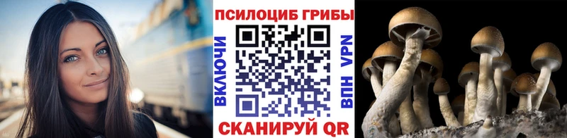Псилоцибиновые грибы MAGIC MUSHROOMS  omg маркетплейс  Нестеров 
